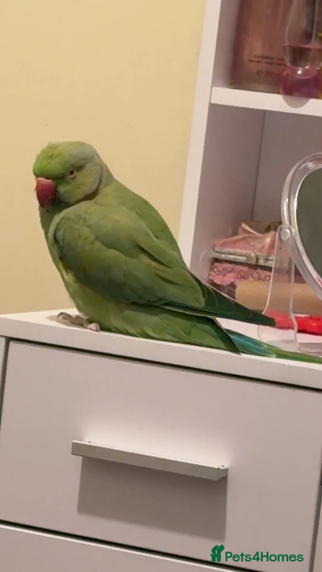 Ringnecks birds for sale: Indian ring neck /cage /food etc  in London - Advert 2