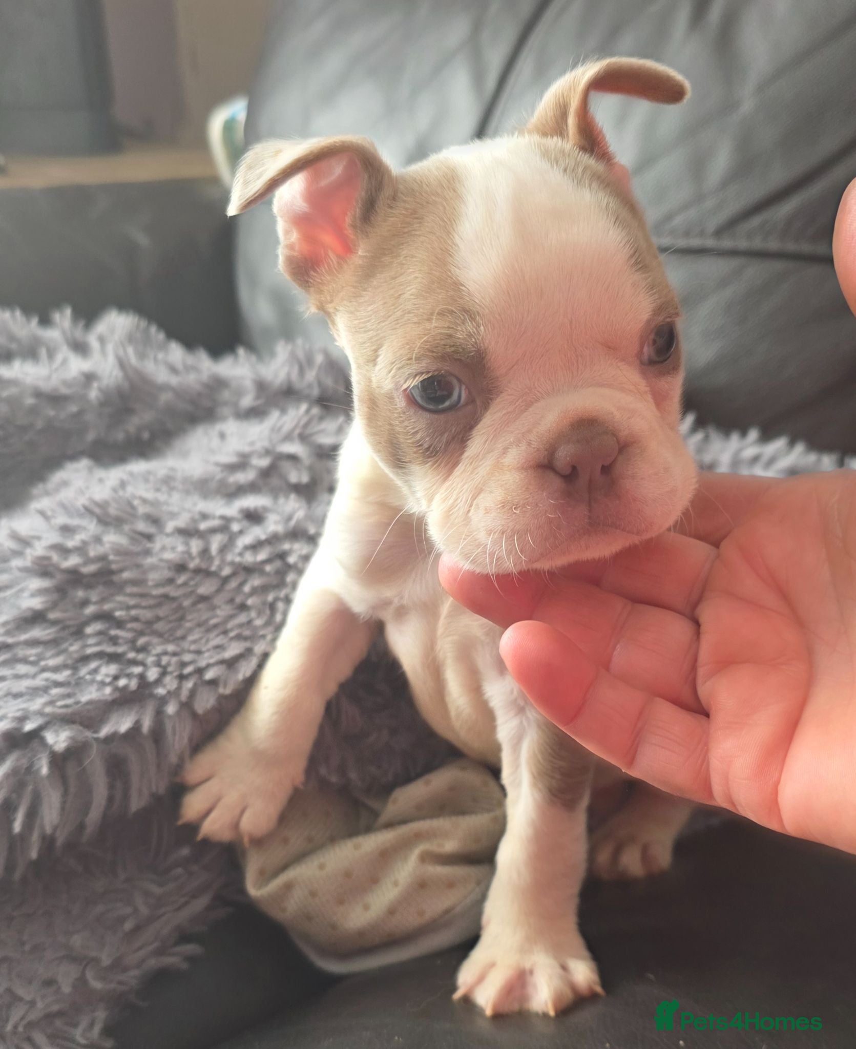 Boston Terrier dogs Stunning KC registered Boston Terrier puppies - Advert 1
