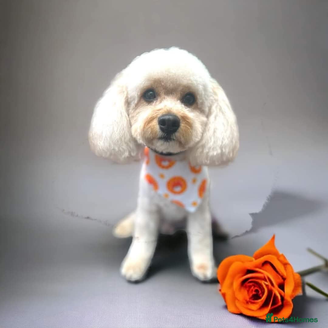 Cavapoo dogs for sale: Colin the Cavapoo age 4 - Image 2