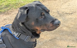 Rottweiler dogs for stud: Rotweiller For Stud - Image 11