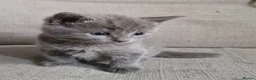 Scottish Fold cats for sale: Kittens everywhere! - Advert 25