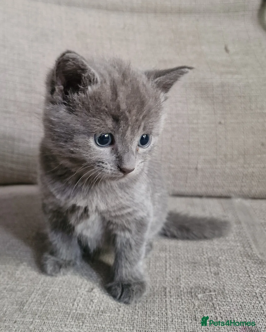 Scottish Fold cats for sale: Kittens everywhere! - Advert 25
