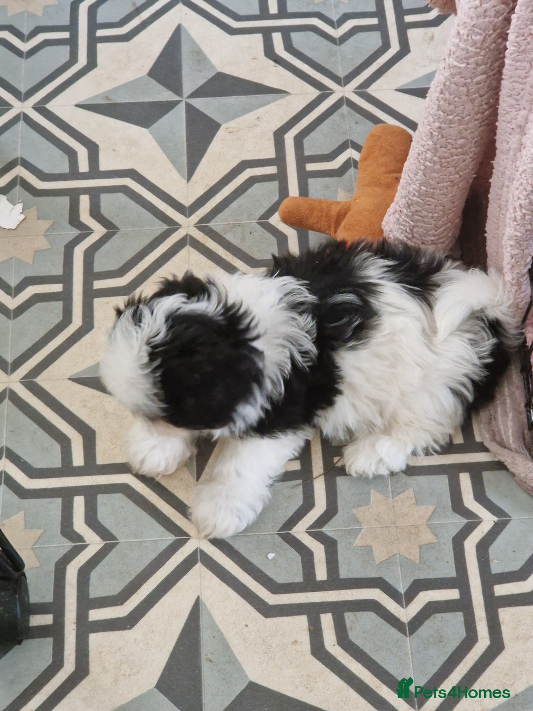 Shih Tzu dogs for sale: Shih tzu puppies for sale - Advert 3