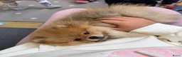 Pomeranian dogs for sale: Last Girl Pomeranian available!  - Advert 13