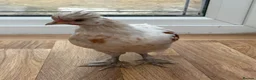 Chickens poultry for sale: Friendly American Silkie Looking for a Loving Home - Advert 2