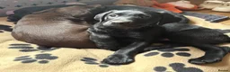 Labrador Retriever dogs for sale: 3 Labrador puppies for sale  - Advert 12