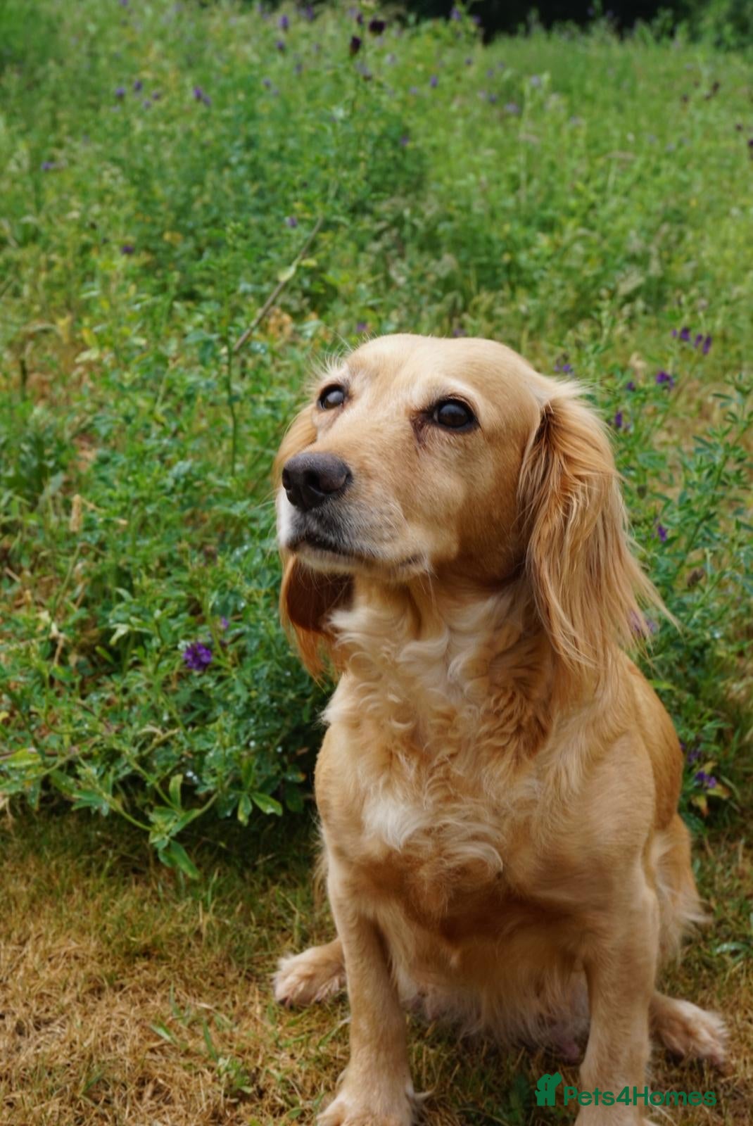 Cocker Spaniel dogs for sale: Cocker Spaniel puppies in Diss - Advert 22