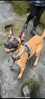 Belgian Shepherd Dog dogs in Blackburn - Advert 14