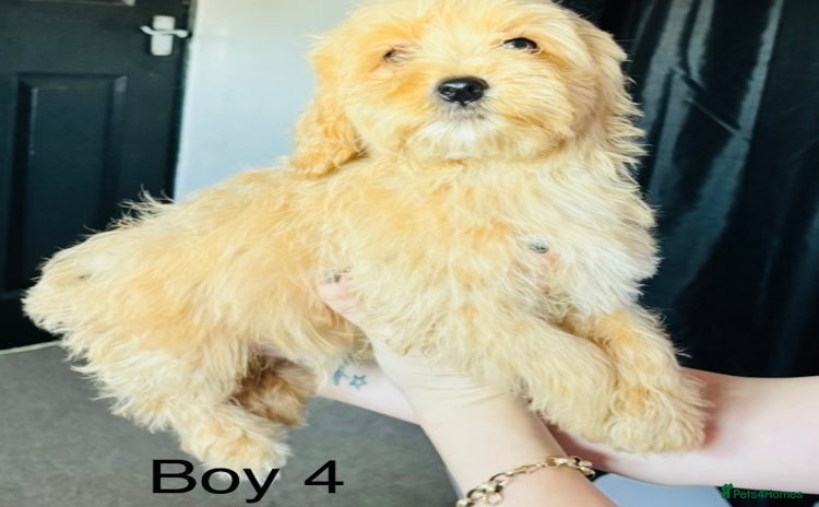 Mixed Breed dogs in Wolverhampton - Advert 2