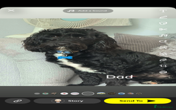 Cavapoo dogs for sale: Cavapoo puppies looking for forever homes - Image 12