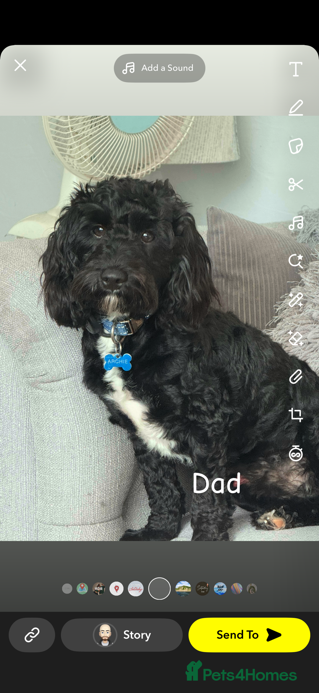 Cavapoo dogs for sale: Cavapoo puppies looking for forever homes - Image 12