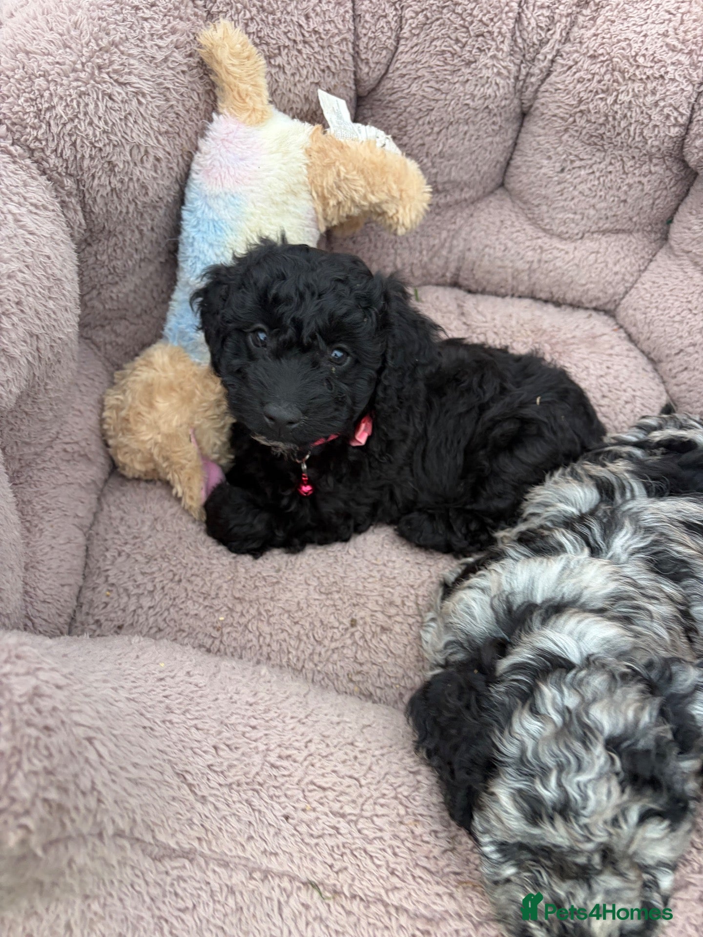 Cockapoo dogs F1b cockapoo pups 2 boys 1 girl  - Advert 2