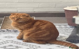 Scottish Fold cats for sale: Rio (. Scottish fold) - Image 6