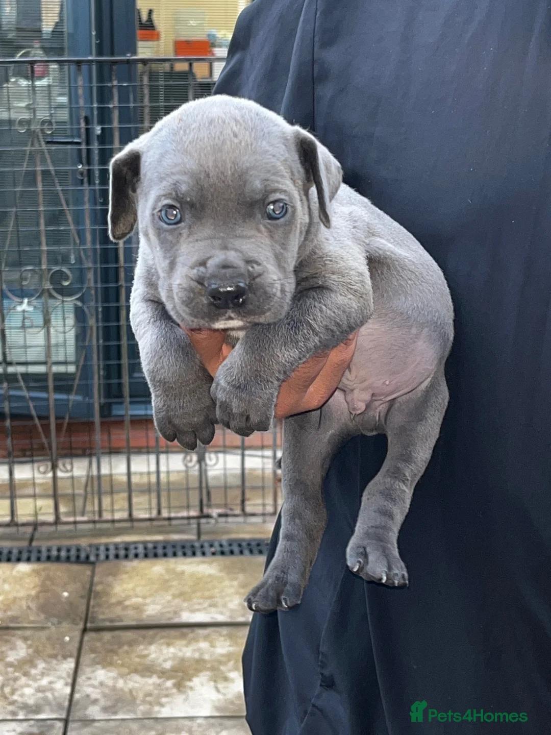 Cane Corso dogs for sale: DeBella Cane Corso Pups - Advert 23