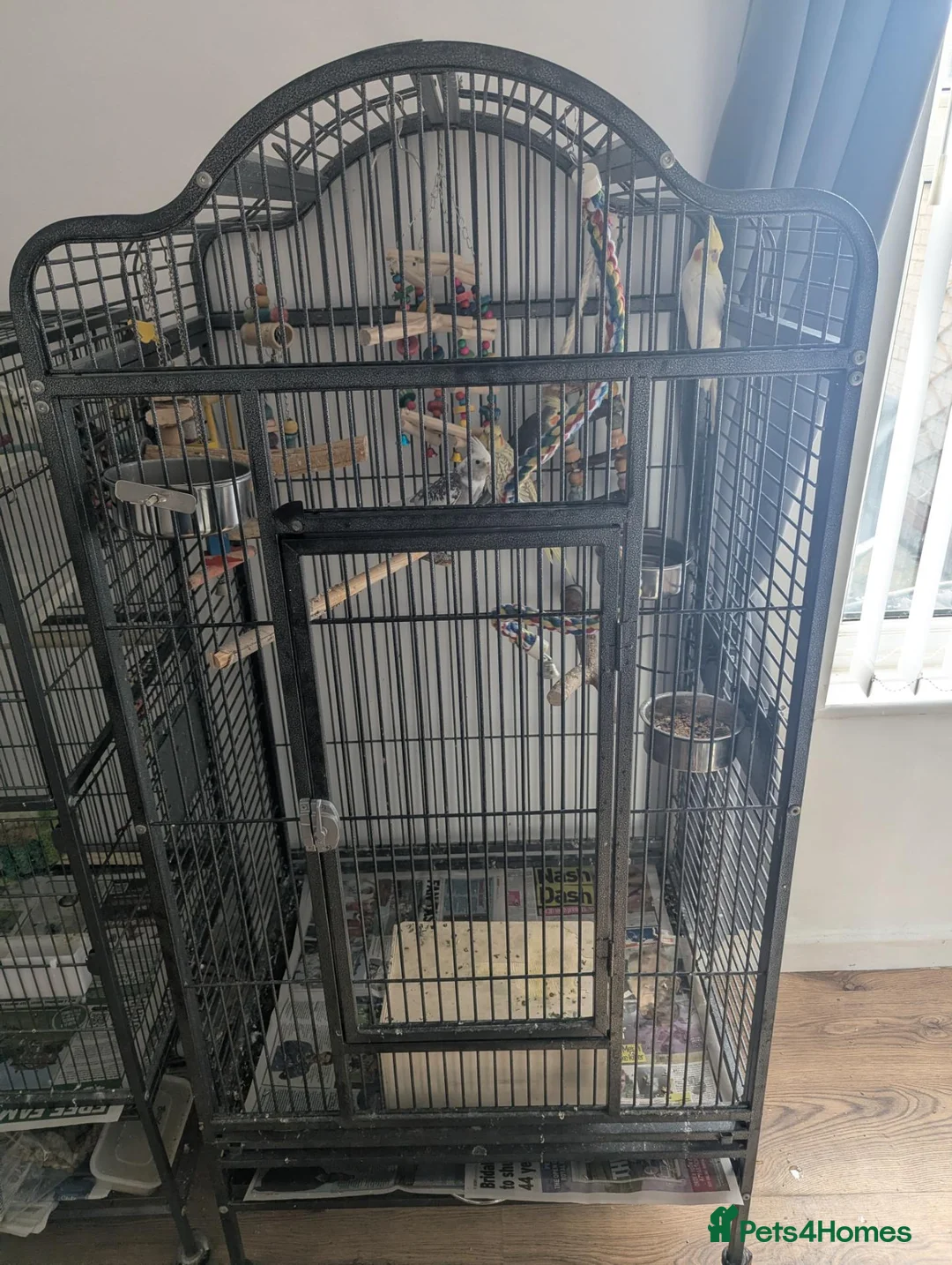 Cockatiels birds for sale: John cockatiels - Advert 10