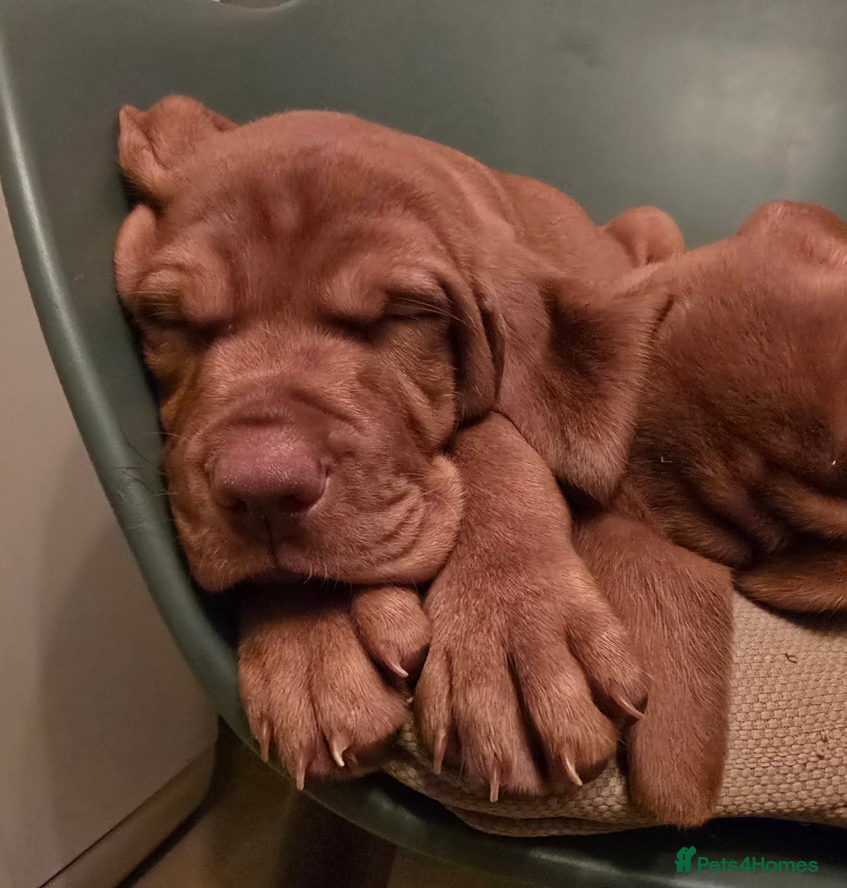 Hungarian Vizsla dogs KC Hun.Vizsla Puppies  - Advert 1