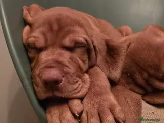 Hungarian Vizsla dogs KC Hun.Vizsla Puppies - Advert 4