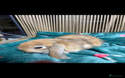 Mini Lop rabbits for sale: Beautiful Pure Bred Mini Lop Babies Available - Image 3