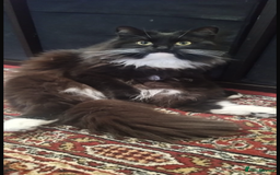 British Shorthair cats for sale: Lola is ready to leave at any time - Image 1