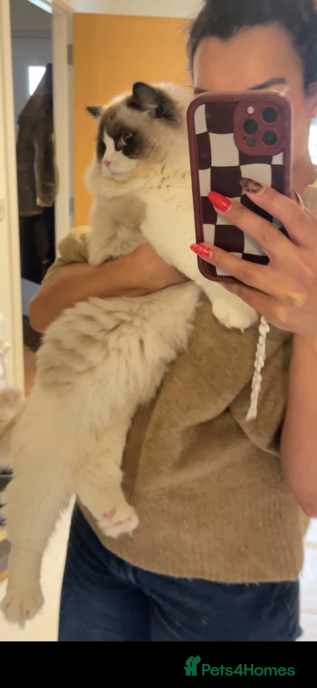 Ragdoll cats for sale: Stud Male for Sale  - Advert 16