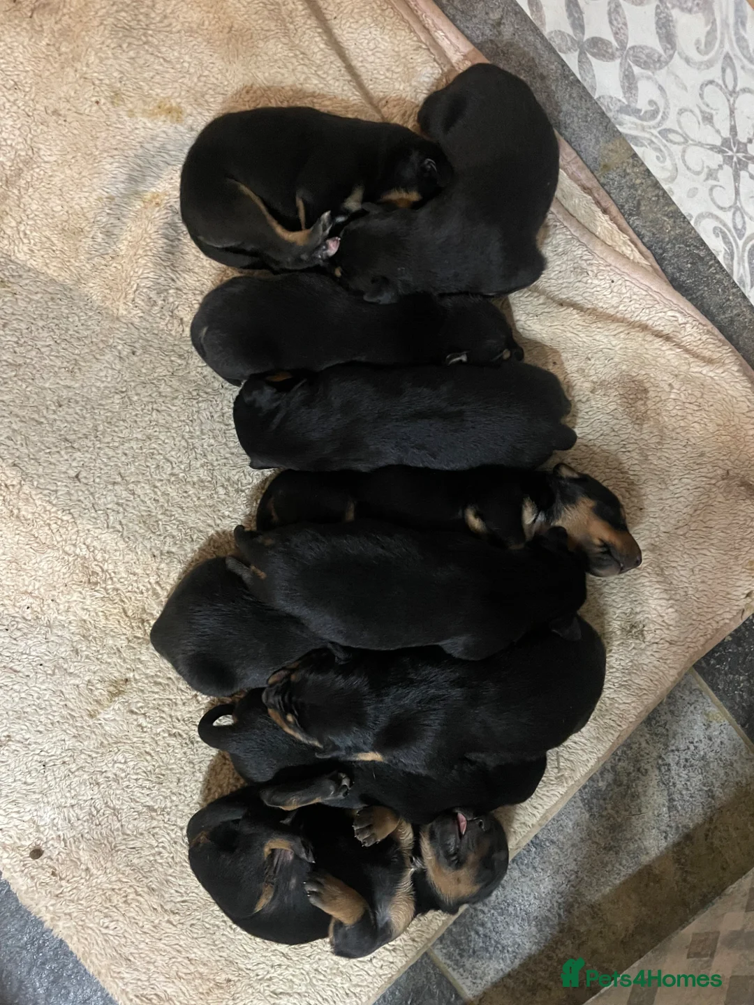 Huntaway dogs for sale: Huntaway x border collie pups  - Advert 3