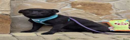 Mixed Breed dogs for adoption: ❤️🐶 MONICA – PURE AFFECTION IN A SMALL BODY in Burton-on-Trent - Advert 25