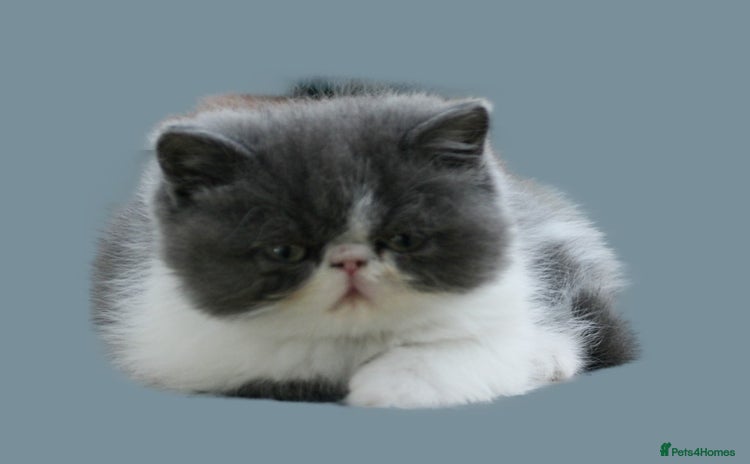 Exotic cats - Advert 3