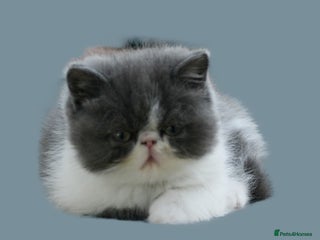 Exotic cats - Advert 3