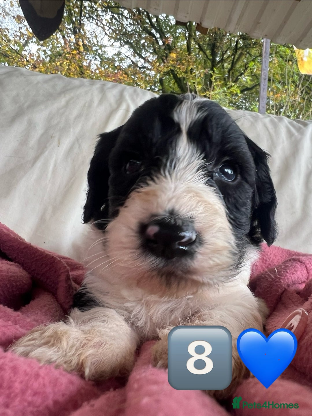 Bordoodle dogs for sale: Adorable Bordoodle (collie-poo) pups for sale  - Image 33