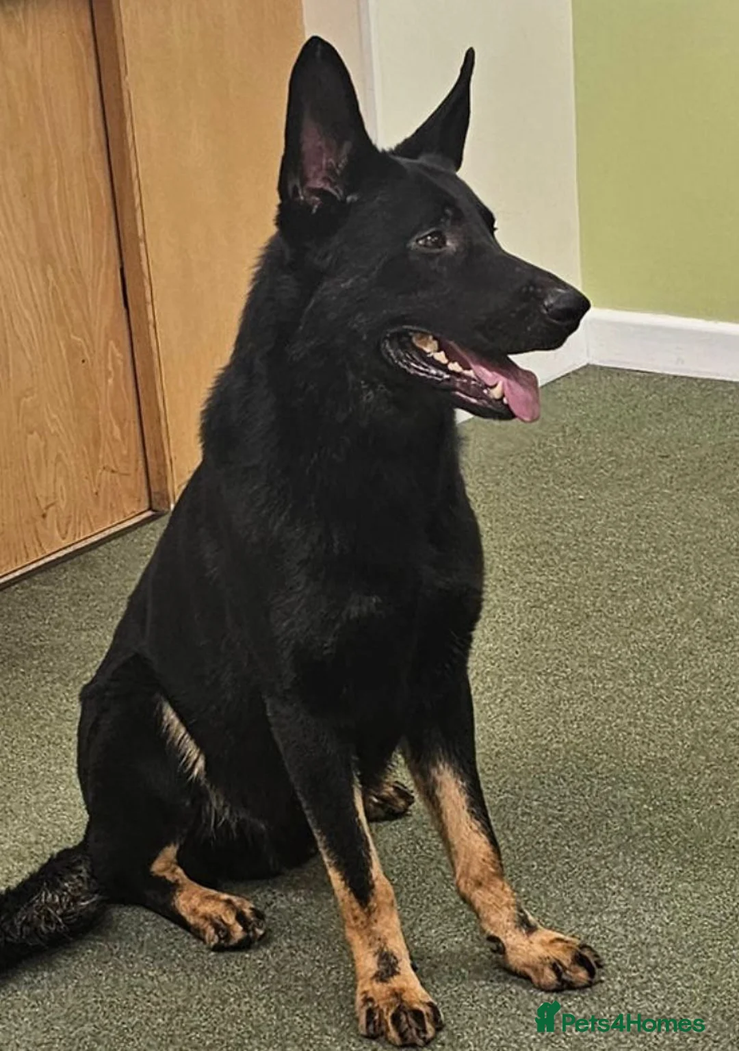 German Shepherd dogs for sale: German shepherd x akita  in Sandy - Advert 2