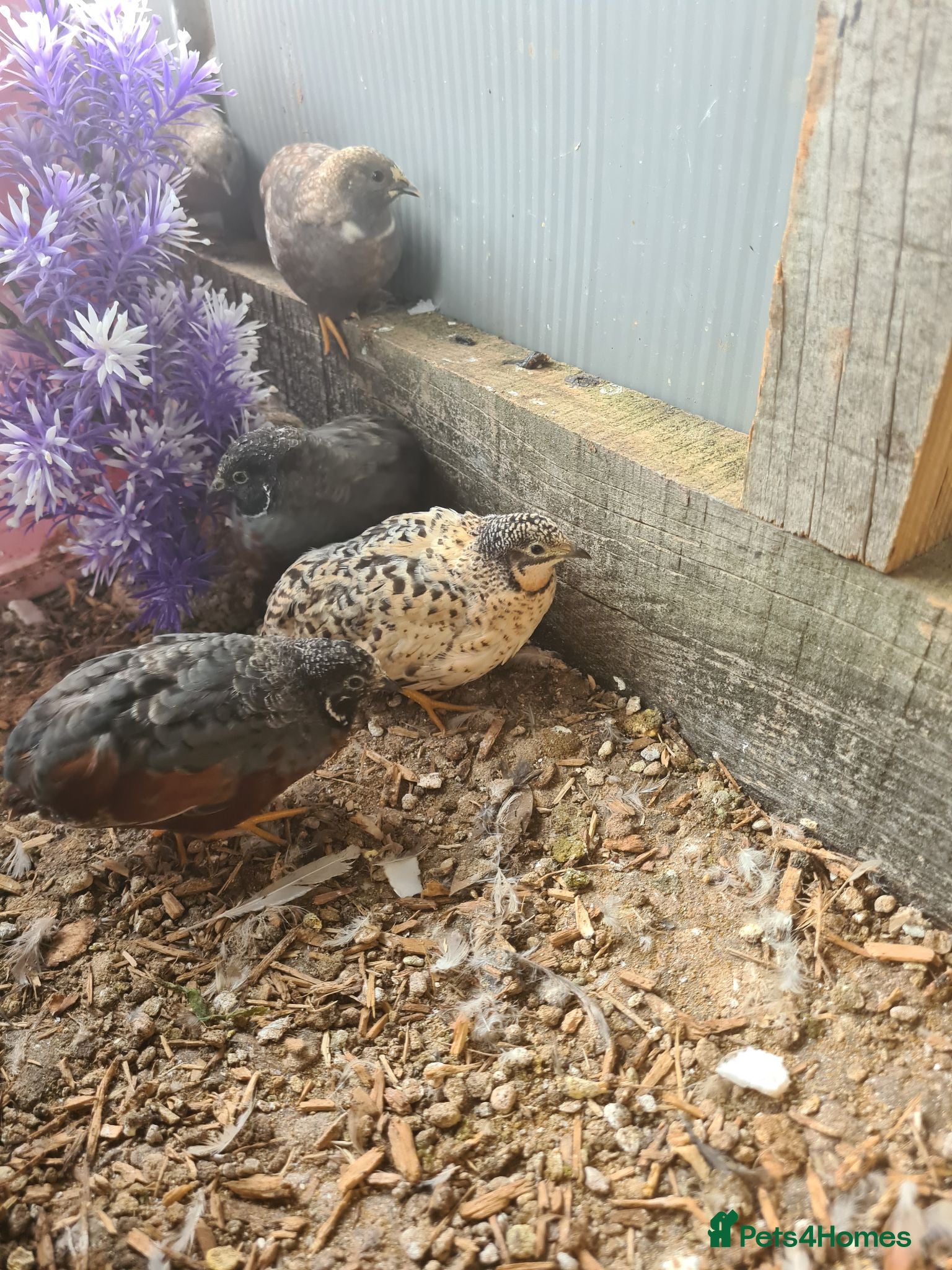 Quail poultry King quail, button Quail, Chinese painted quail. - Advert 1