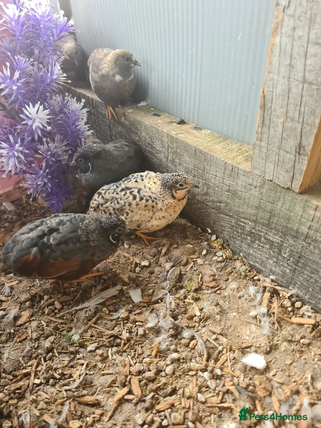 Quail poultry for sale: King quail, button Quail, Chinese painted quail. - Advert 1