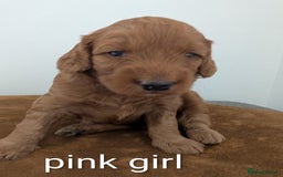 Cockapoo dogs for sale: F1B Cockapoo pups  - Image 2