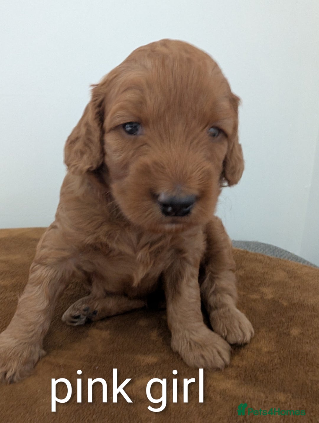 Cockapoo dogs for sale: F1B Cockapoo pups  - Image 2