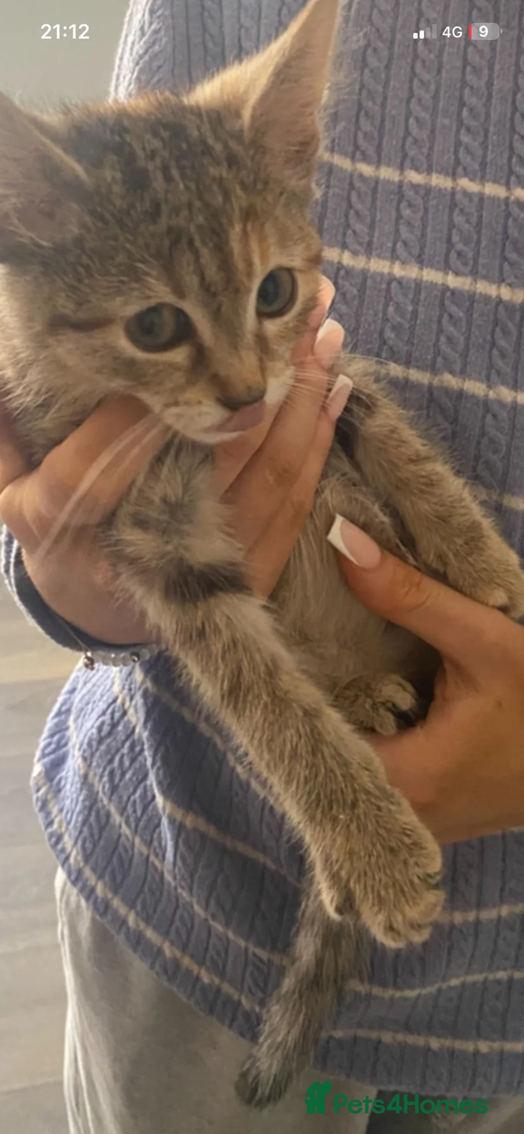 Mixed Breed cats for sale: Kittens for sale in Ipswich - Advert 7