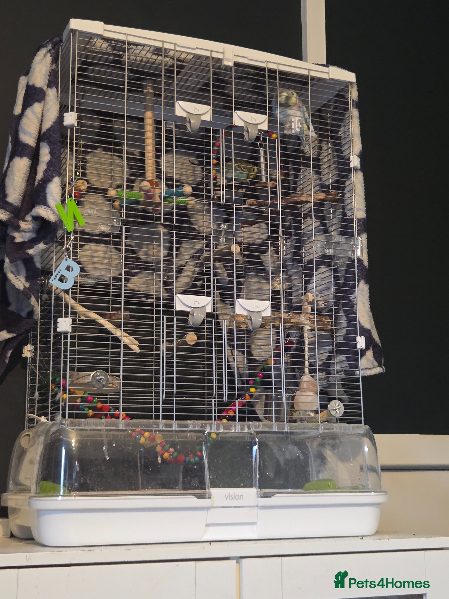 Budgerigars birds 2x Male Budgies with cage and food - Advert 5