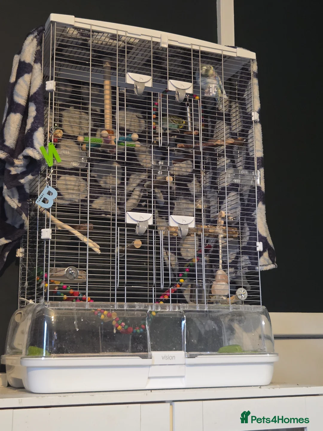 Budgerigars birds for sale: 2x Male Budgies with cage and food in Manchester - Advert 1