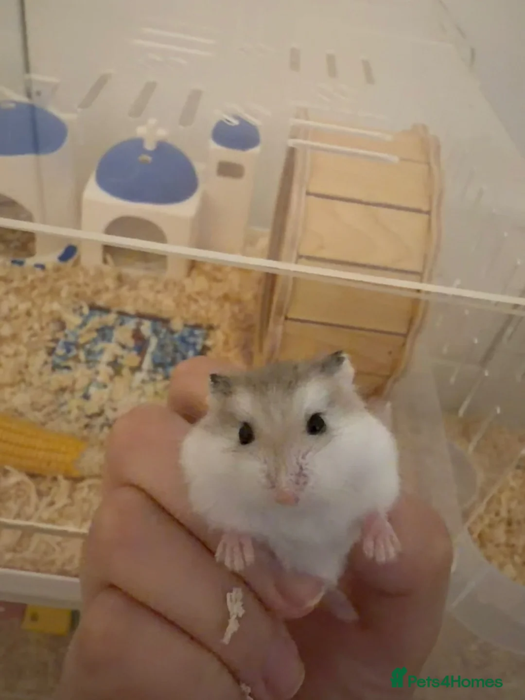 Hamster rodents for sale: 🐹 25-Day-Old Roborovski Dwarf Hamster 🐹 - Advert 2