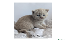 British Shorthair cats for sale: British Shorthair Kittens Lilac, Lilac Cream GCCF  - Image 3