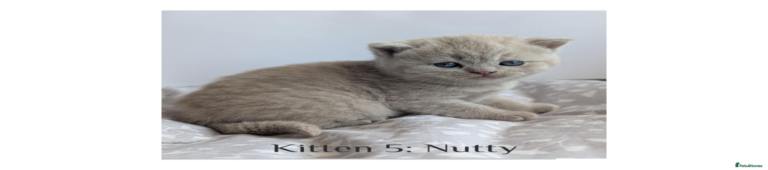Nutty - Lilac Cream - available