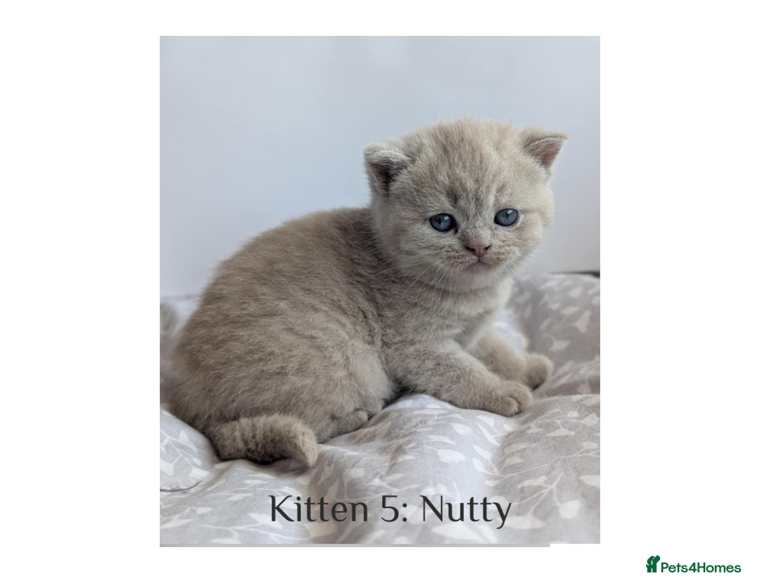 British Shorthair cats for sale: British Shorthair Kittens Lilac, Lilac Cream GCCF  - Image 3