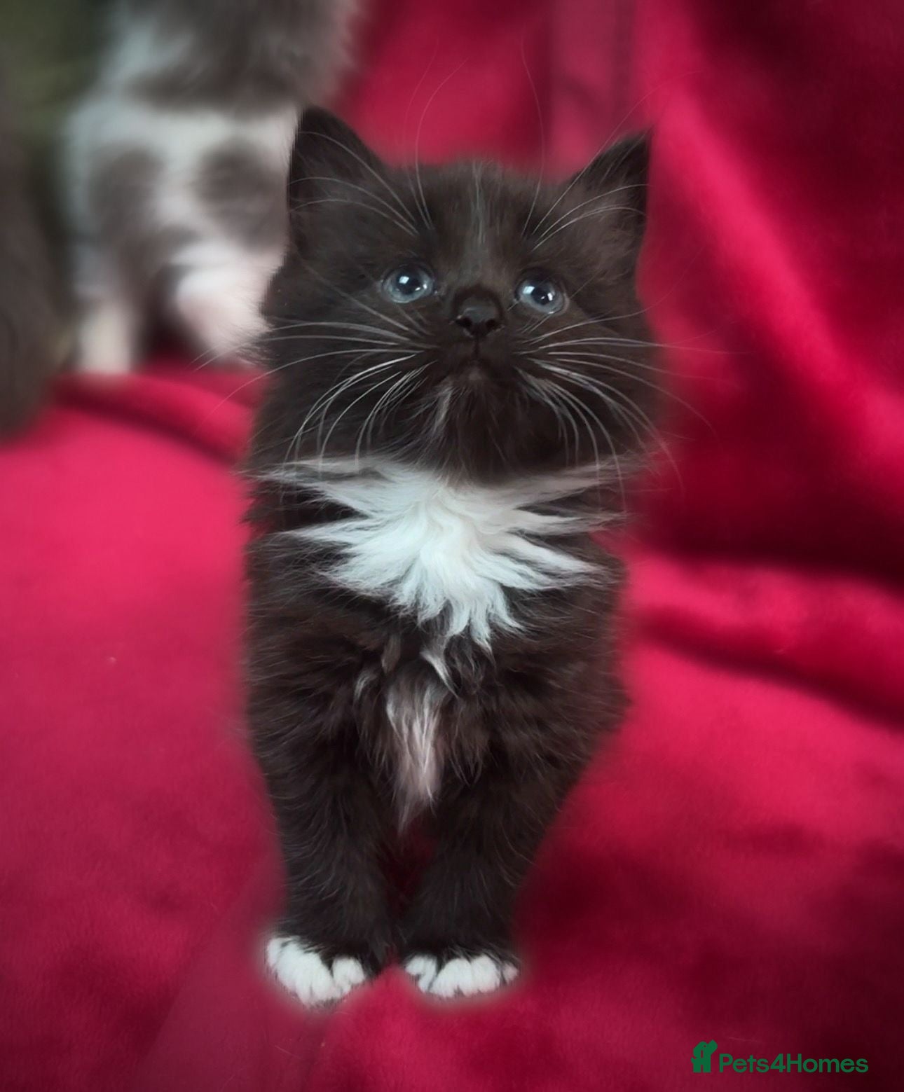 Ragdoll cats for sale: Ragdoll x Russian blue baby’s  - Advert 1