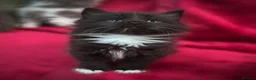Ragdoll cats for sale: Ragdoll x Russian blue baby’s  - Advert 1