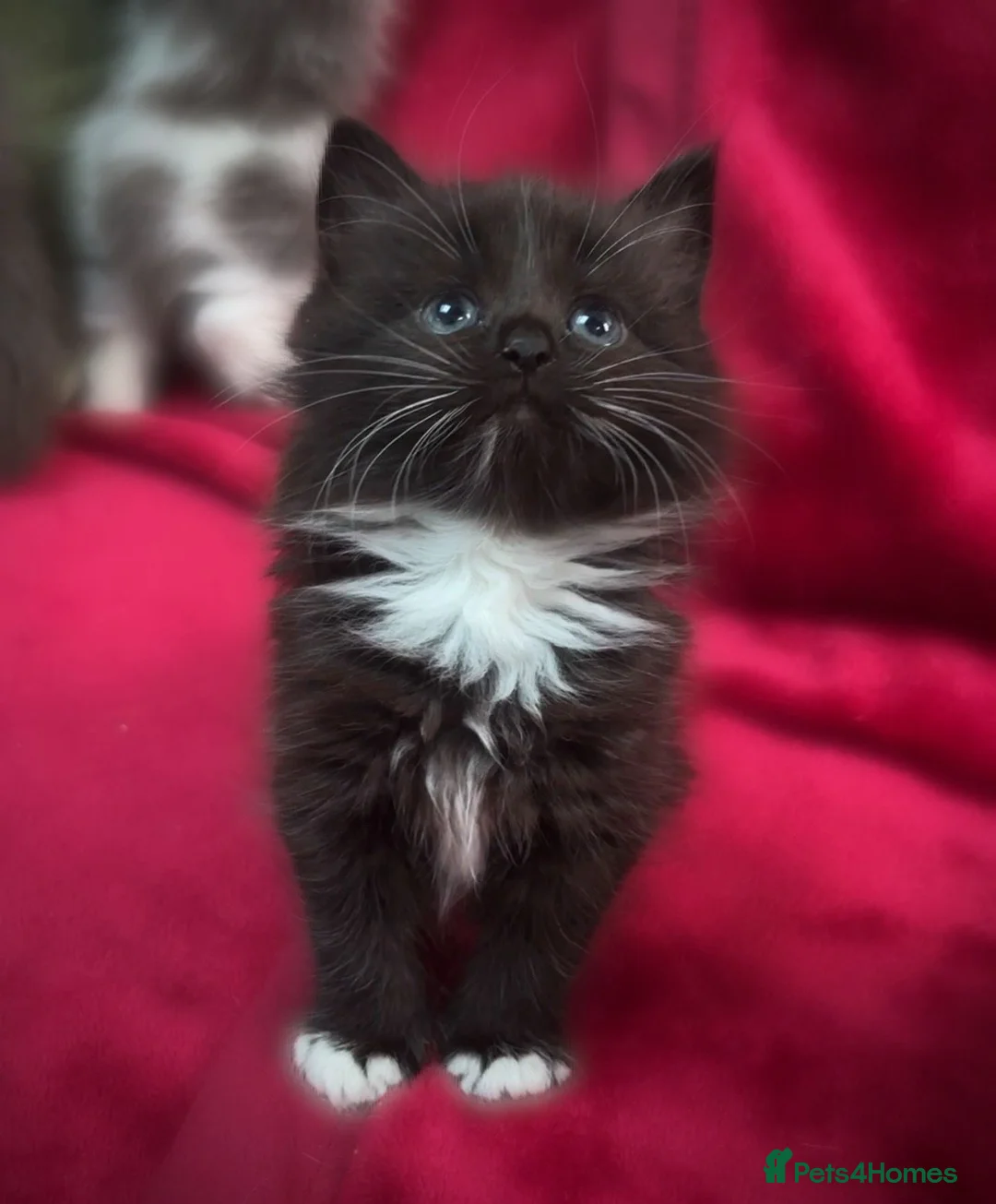 Ragdoll cats for sale: Ragdoll x Russian blue baby’s  - Advert 1