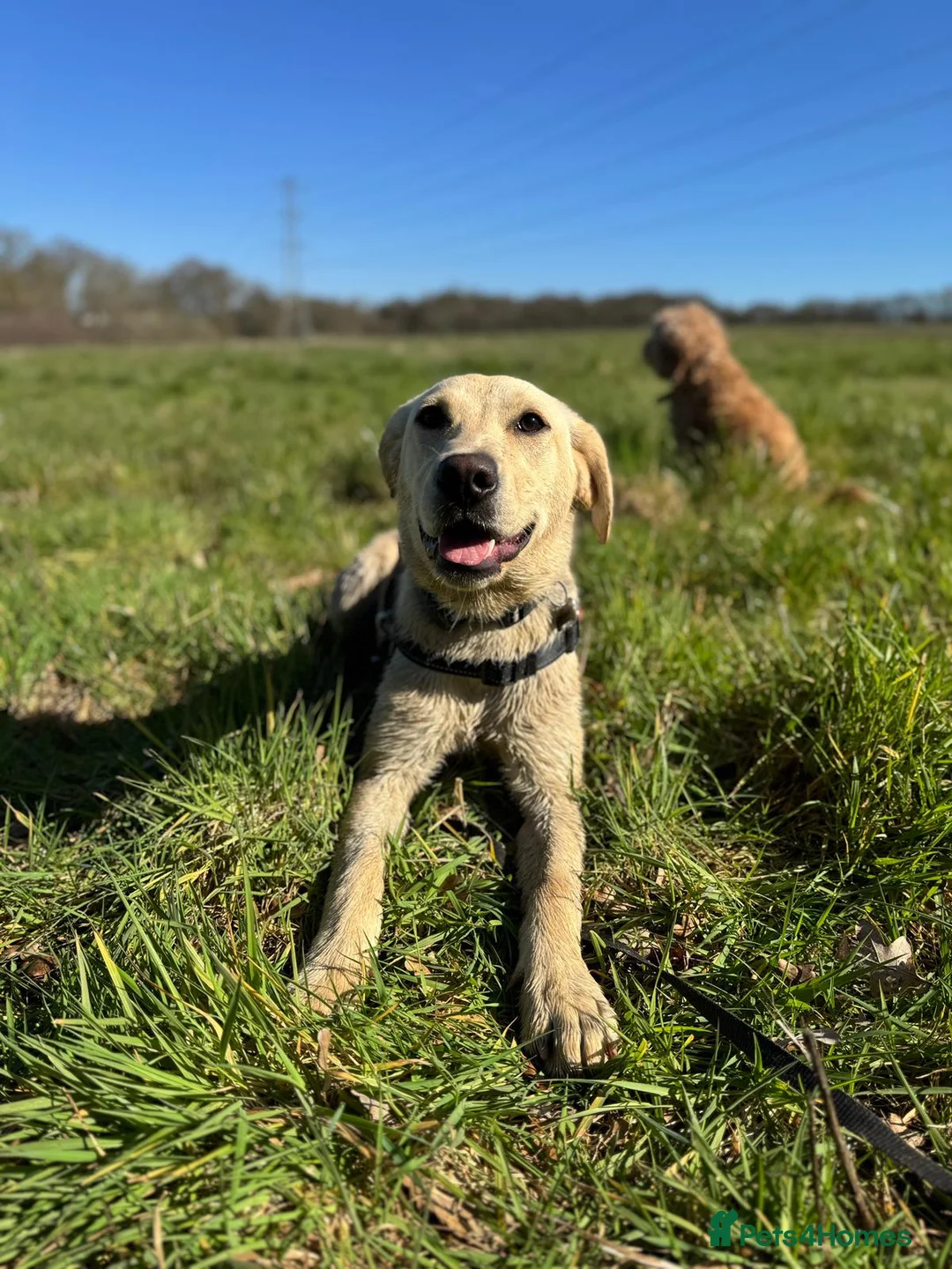 Labrador Retriever dogs for sale: Gorgeous 6 month Labrador - Fully trained - Advert 2