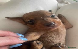 Dachshund dogs for sale: Dachshund tweenies for sale - Image 31
