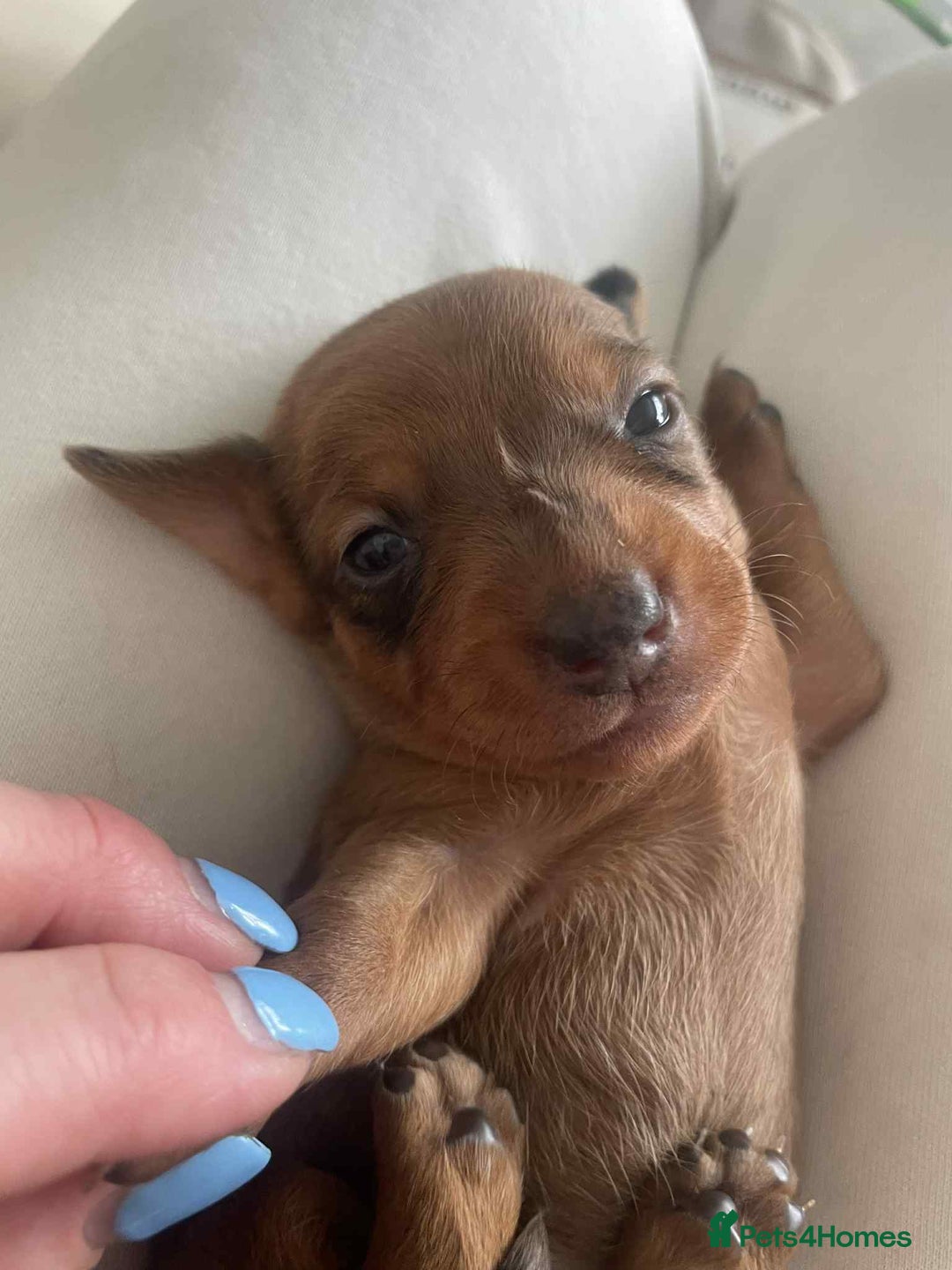 Dachshund dogs for sale: Dachshund tweenies for sale - Image 31