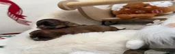 Pomeranian dogs for sale: Russian Pomeranian puppies - Advert 4