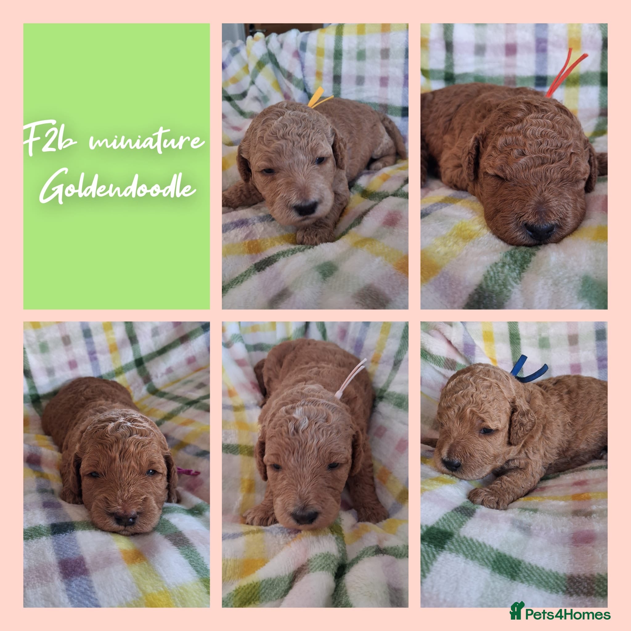 Mini Goldendoodle dogs DNA health tested miniature f2b goldendoodles - Advert 1