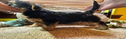 Australian Silky Terrier dogs for sale: KCRegistered Australian Silky Terrier Puppies - Advert 8